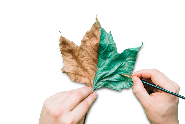 Visuel d'une feuille peinte